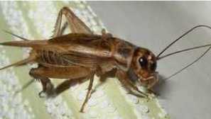 Що робити, якщо цвіркуни з’явились у будинку чи квартирі